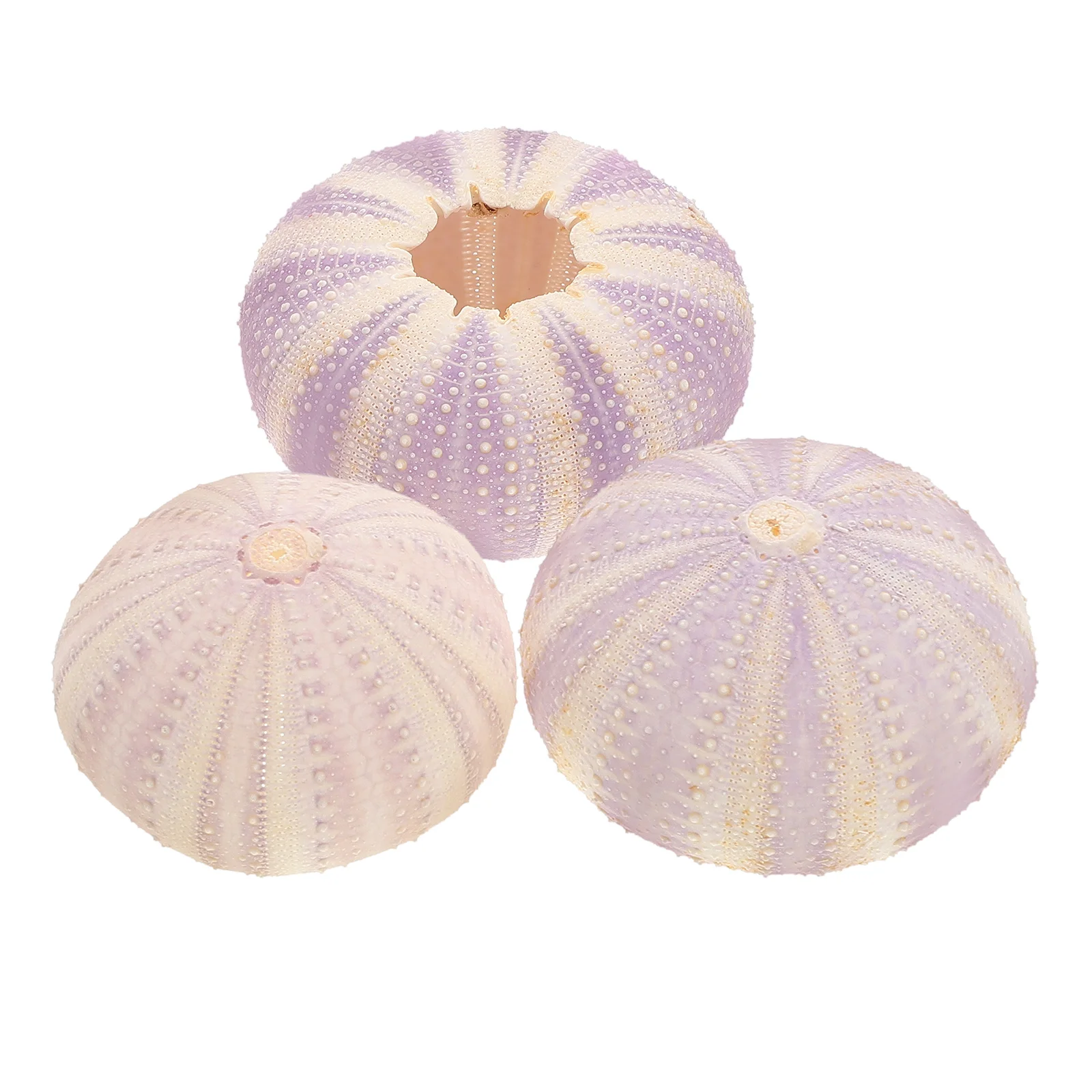 

3 pcs Natural Dried Sea Urchin Shells Creative Air Planting Pot Desktop Ornament For Succulents Pineapple Small Plant Holder