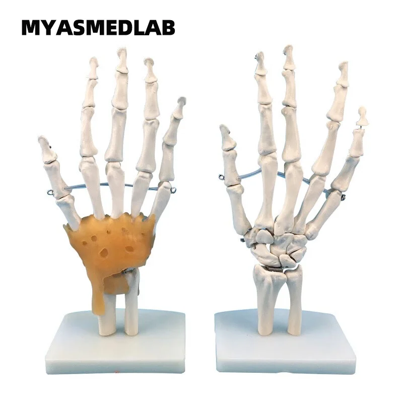 Human Hand Bone Model, Hand Joint with Ligaments Model, Finger Skeletal Model, Hand Bone Anatomy with Bendable Palm Bones