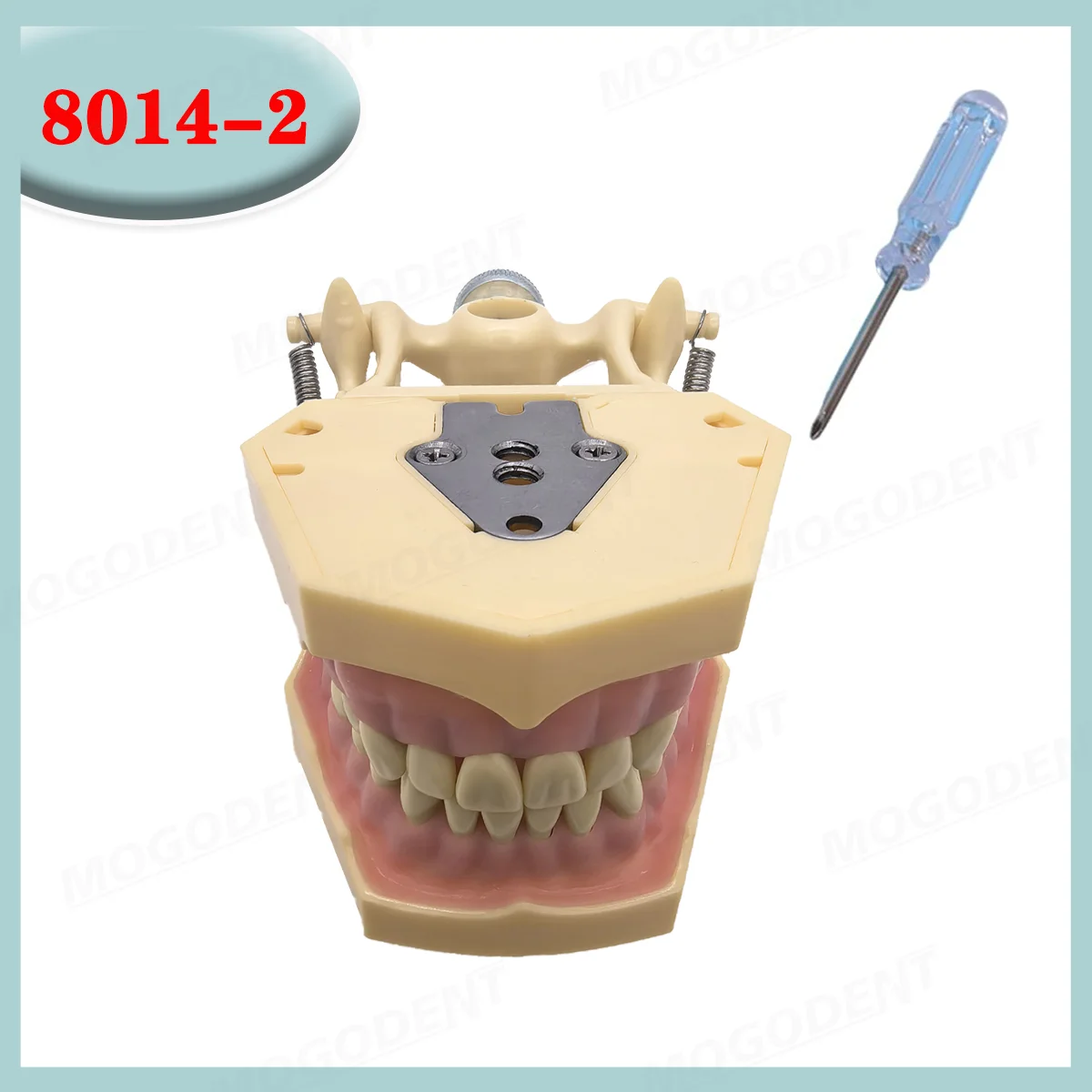 Dental Frasaco AG3 Type Model With Removable Teeth Dental Teeth Model Screwed-in Teeth 32Pcs Training Teach Demo