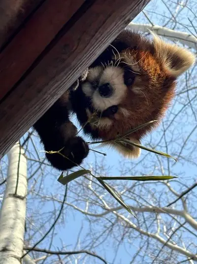 

For Subaru WRX 2022 2023 2024 Invisible Transparent Car Headlight Mirror Front Bumper Trunk Accessories Protection Film Sticker