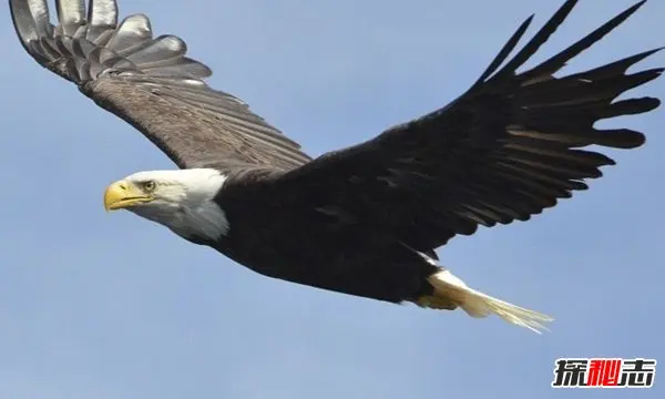 

1PCS Spark Plug Universal for OS No. 8 OS88 Neutral Glow Head Methanol Engine