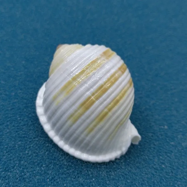 Natural Shell Conch Hermit Crabs Shell Replacement Aquarium Decorations Scallop Fish Breeding Shell Fleshy Flowerpot Ornaments