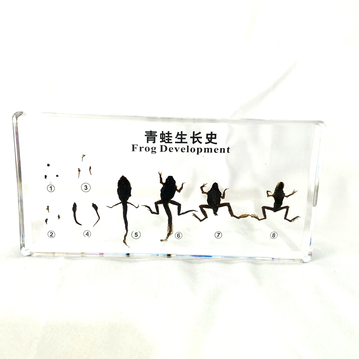 Real Tadpole Frog Development Process Specimen Model Frog Animal Growth History Specimens Biologic Zoology Teaching Aids