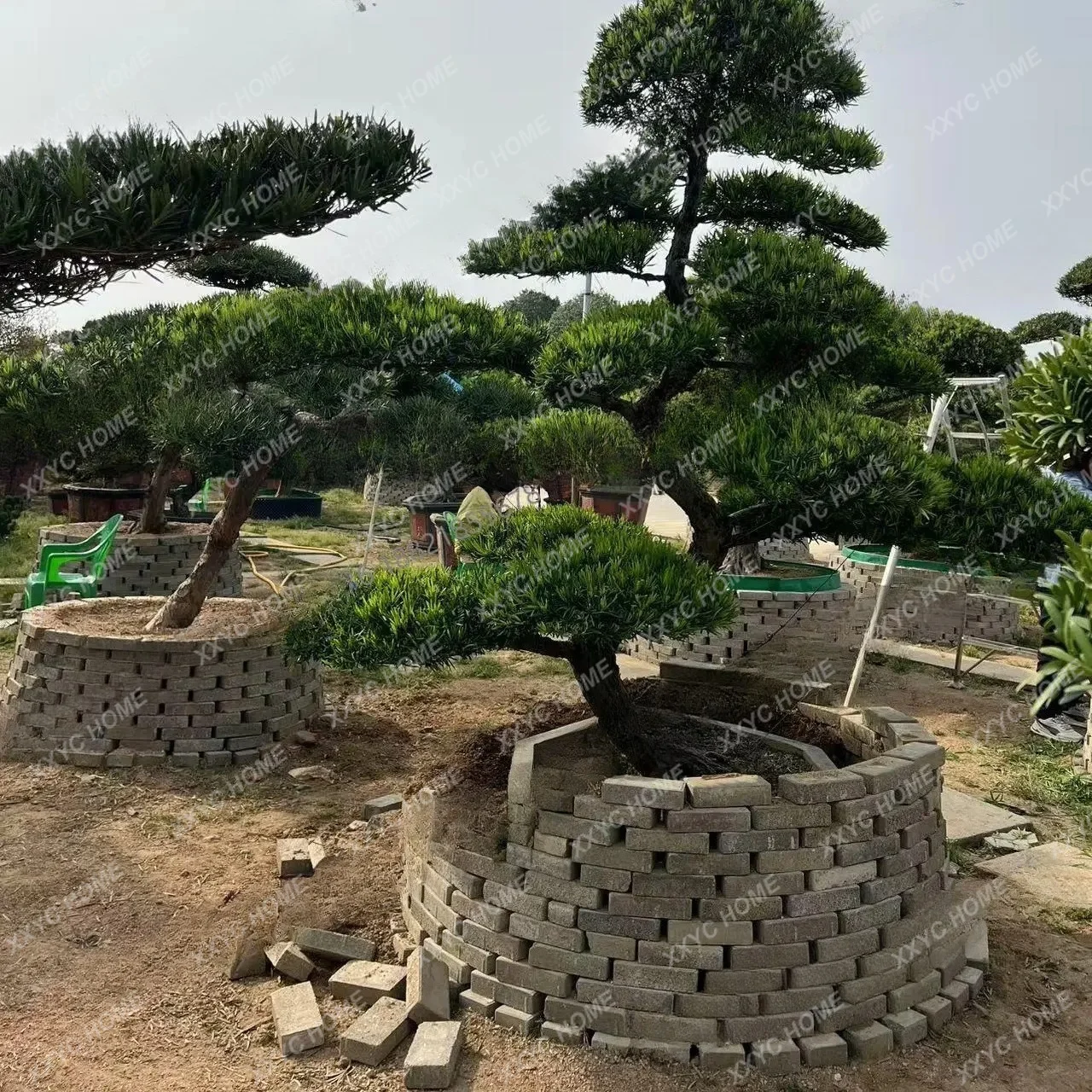 LNew small-leaved sparrow tongue Arhat pine modeling tree, courtyard landscape
