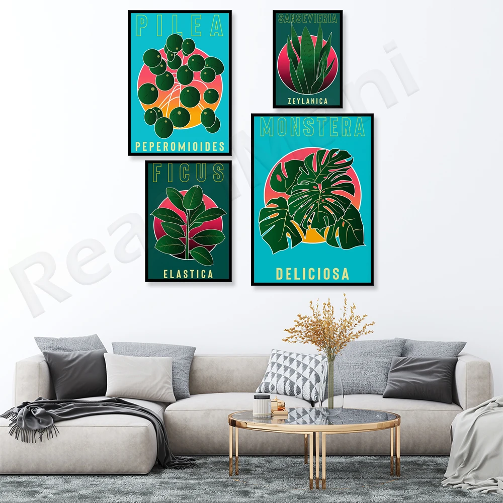 Monstera Deliciosa, Sansevieri – Rubber Plant Ficus recenzja i cena
