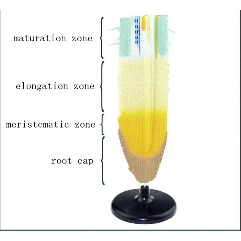 

Plant Root System Anatomical Model Profile Cognize Root Maturation Elongation Structure Props Biologic Teaching Aids Supplies