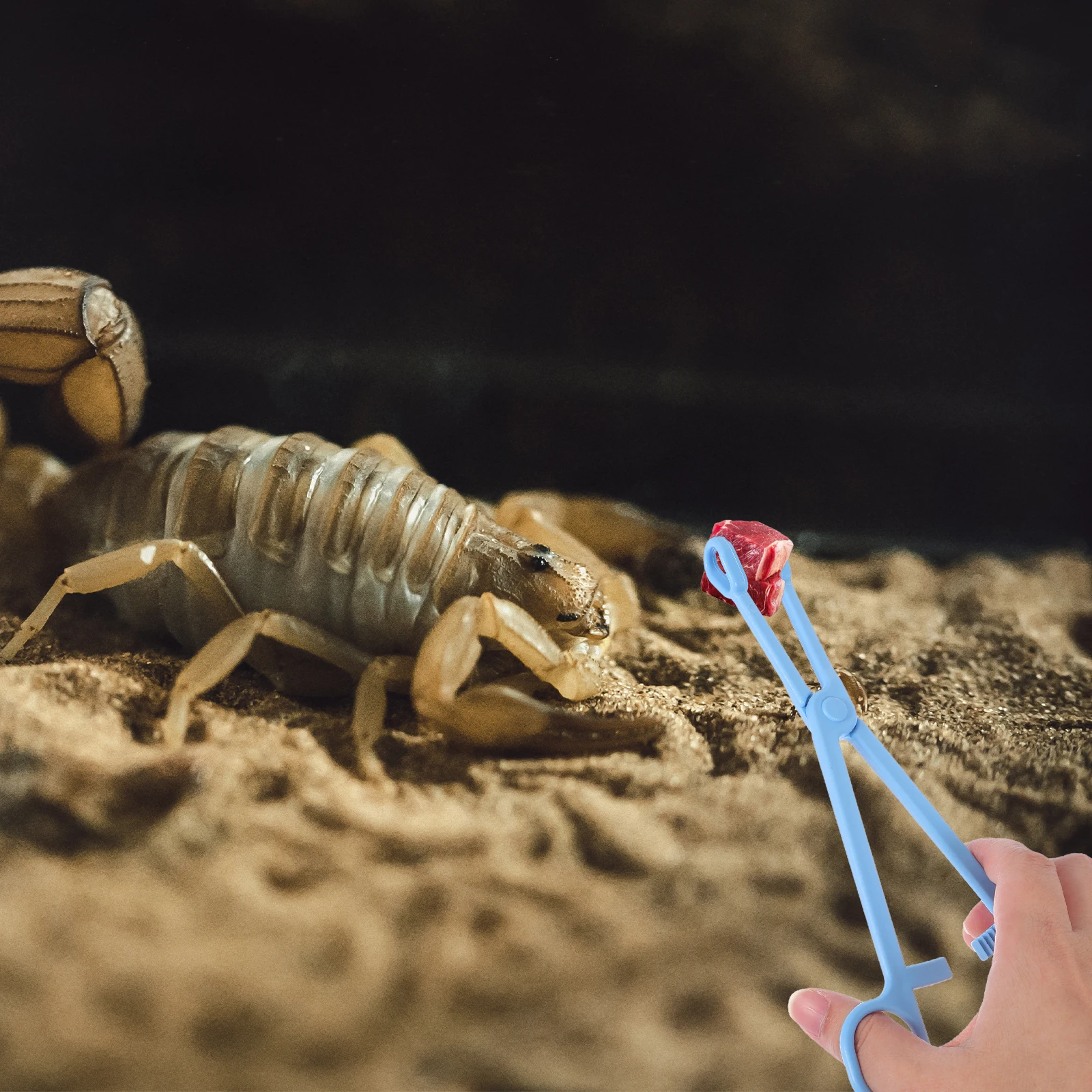 

2pcs Reptile Feeding Tongs Plastic Terrarium Clips Ergonomic Handle Snake Tortoise Spider Scorpion Pet Feeder Long Safe Tool