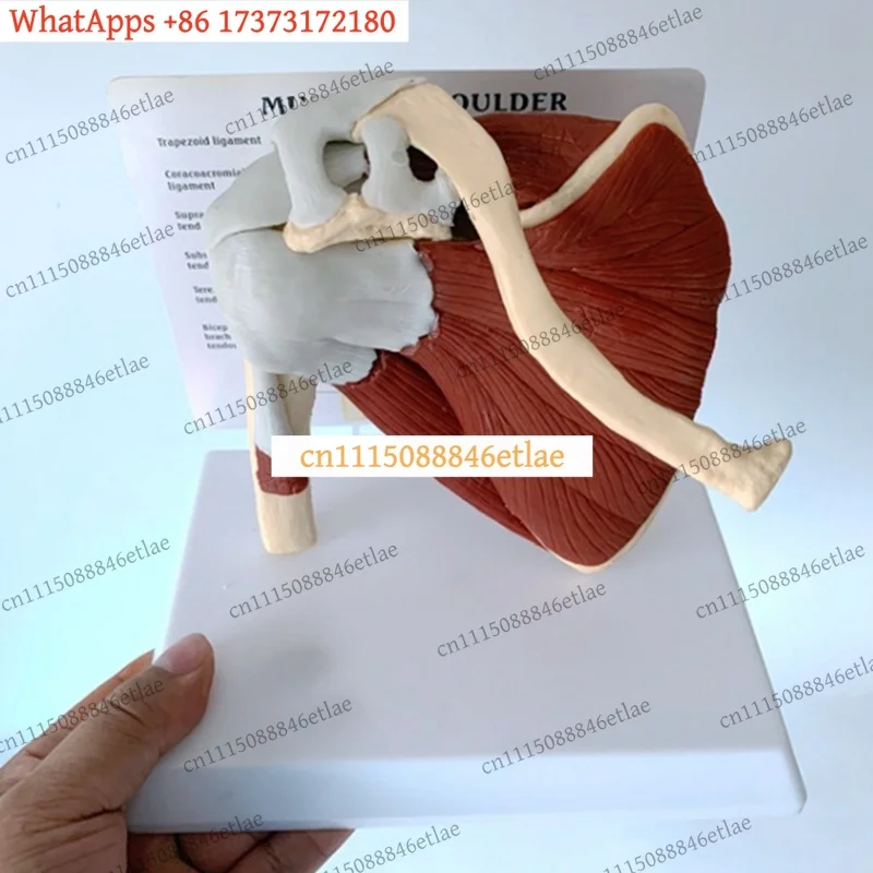 LKB  Right Shoulder Anatomy Model: Muscle & Joint Display for Education, Classroom & Office Use, Quick Setup