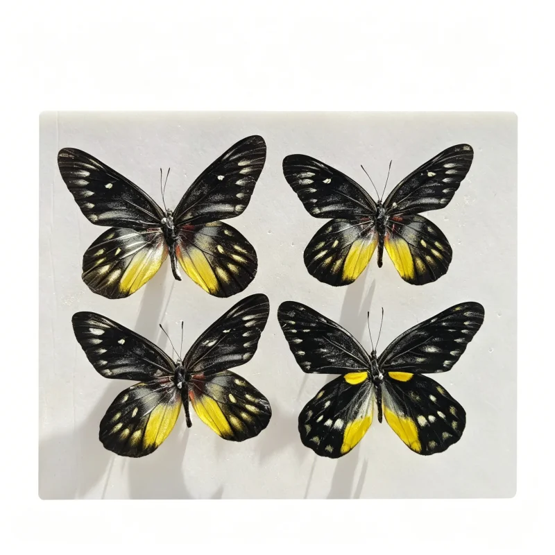 6-100 pcs natural Real Butterflies Specimen (Delias pasithoe）