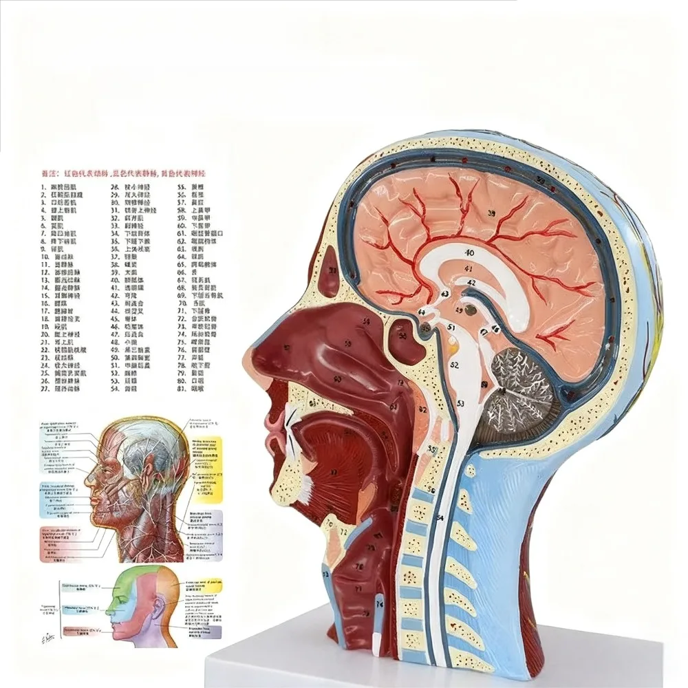 

Анатомическая голова Медиа, модель самолета, нервы, парады для преподавания
