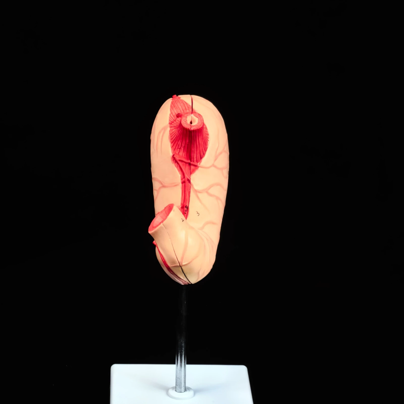 PVC Human Stomach Anatomical Life Size Medical Model Vessels and Vagus Nerve Learning 2 Parts