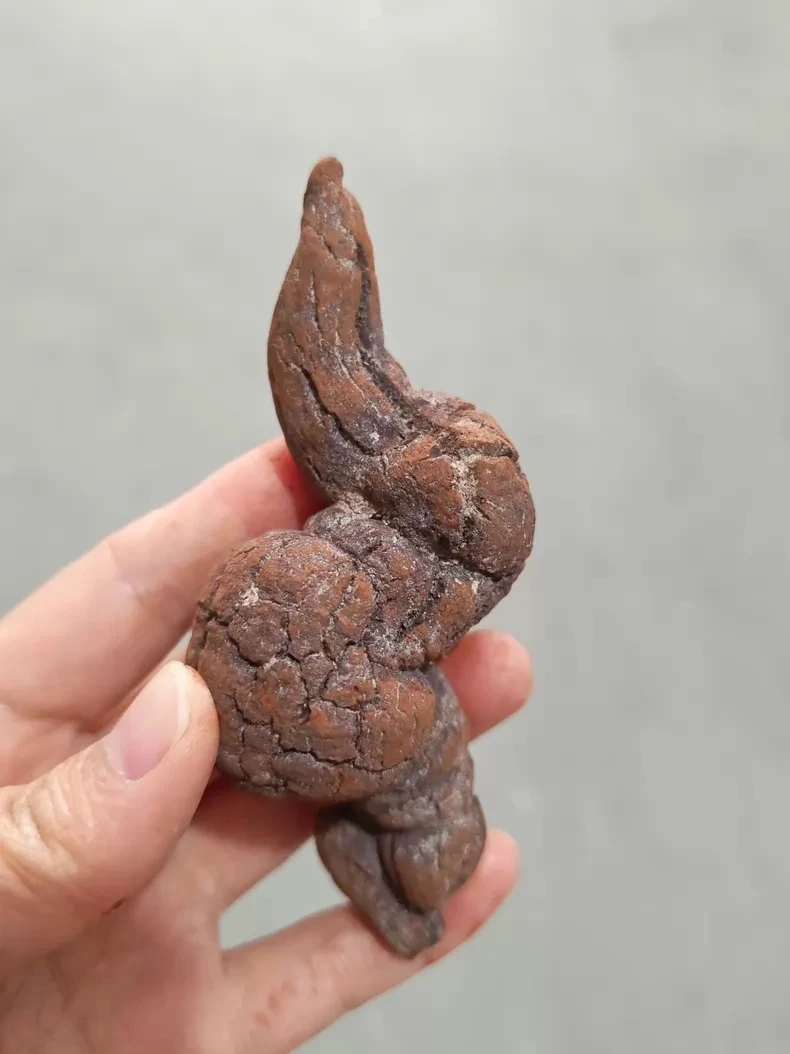 1000g Dinosaur Poop Specimen COPROLITE Authentic  Dino Sample for Educational PurposesMadagascar - Random