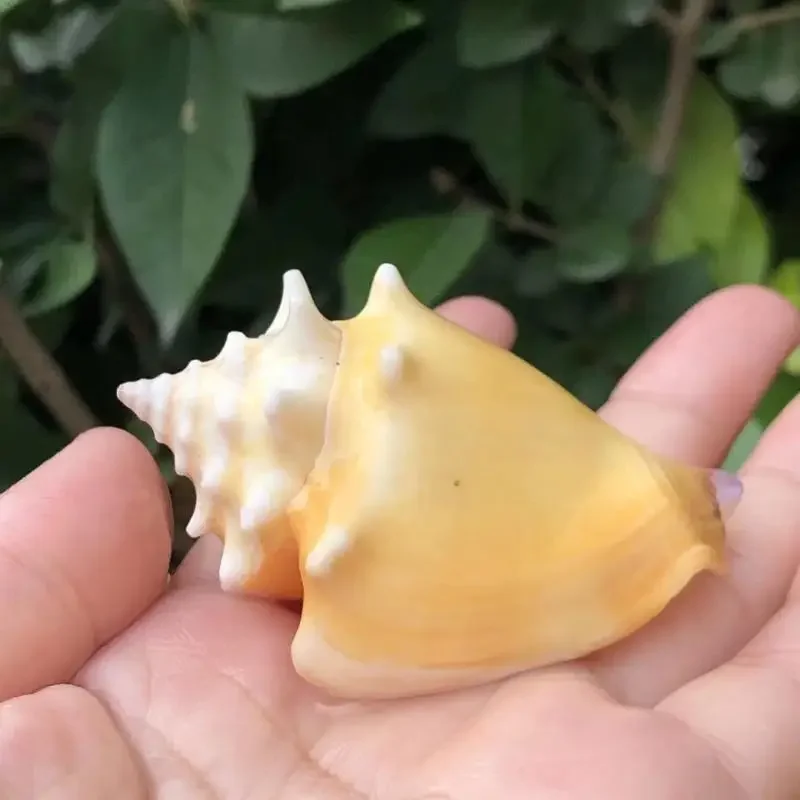 Natural Shells, Conches, Golden Fist Snails, Fish Tanks, Aquascape Shooting Props, Decorative Crafts, Small Home Furnishings