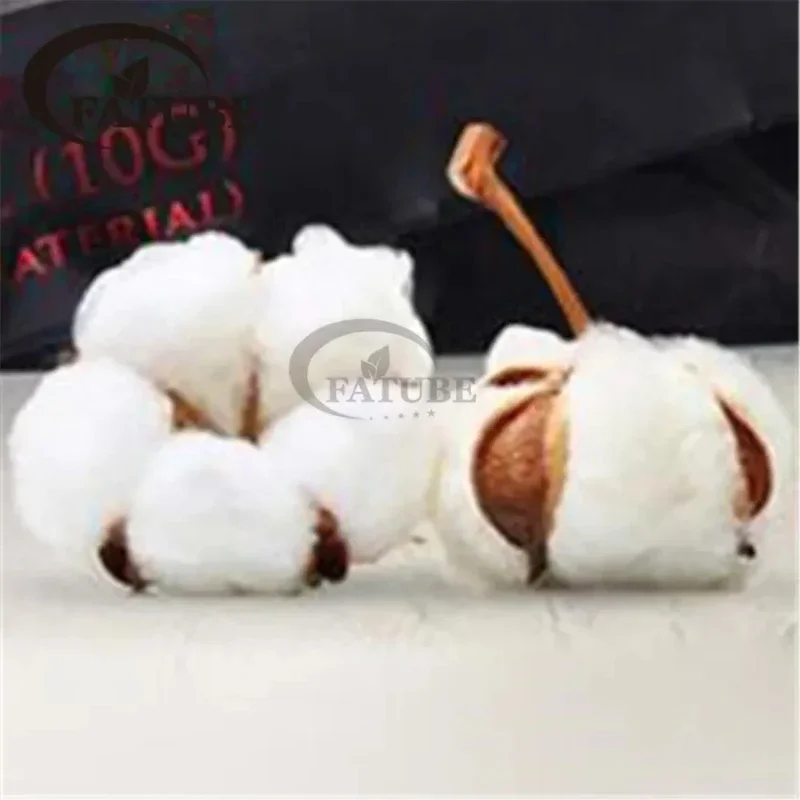 Flashwicks Algodón de Fibra Corta AngoRabbit NASTY KENDO Cotton Bacon Prime, Material de Relleno DIY