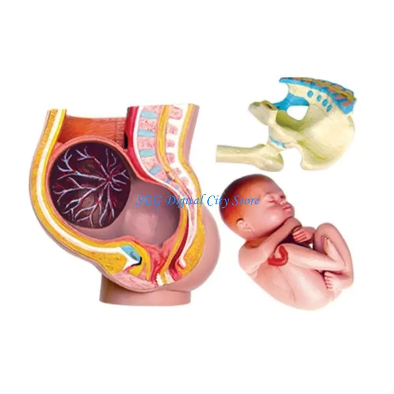 U75B Human Women Pregnant Pelvis Section Model With 9 Months Baby Fetus Model Hand Painted Uterus Model Science Toy