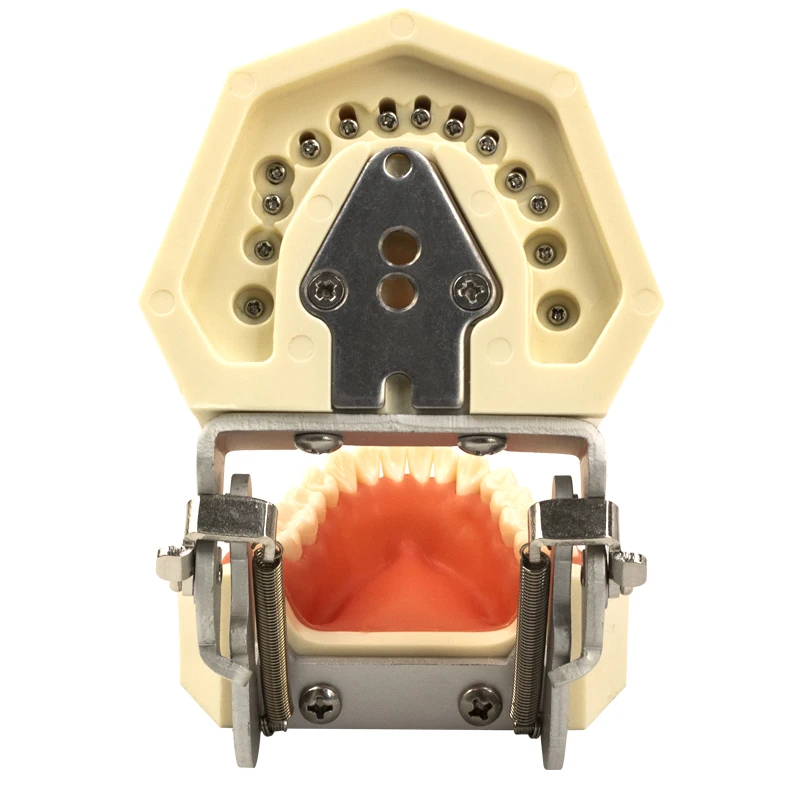 Dental Typodont Model with Removable Teeth and Standard Gum Jaw (200H) Ideal for Teaching, Training, and Clinical Demonstration