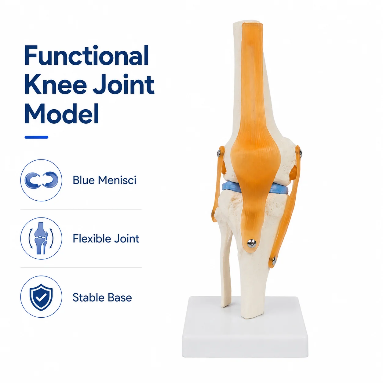 functional-knee-joint-anatomy-model-with-blue-menisci-flexible-pvc-teaching-model-with-display-base