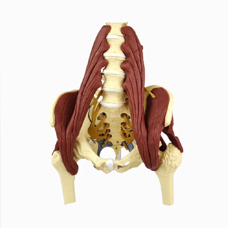 

Human Lumbar Girdle Muscle Model Anatomical Model with Pelvic Floor Muscle Lumbar Spine Muscle Medical Teaching Educational Tool