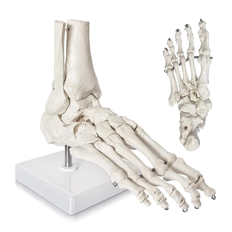 

Flexible Life Size Foot Ankle Joint Model Anatomical Skeleton Model Medical Display Teaching Supplies
