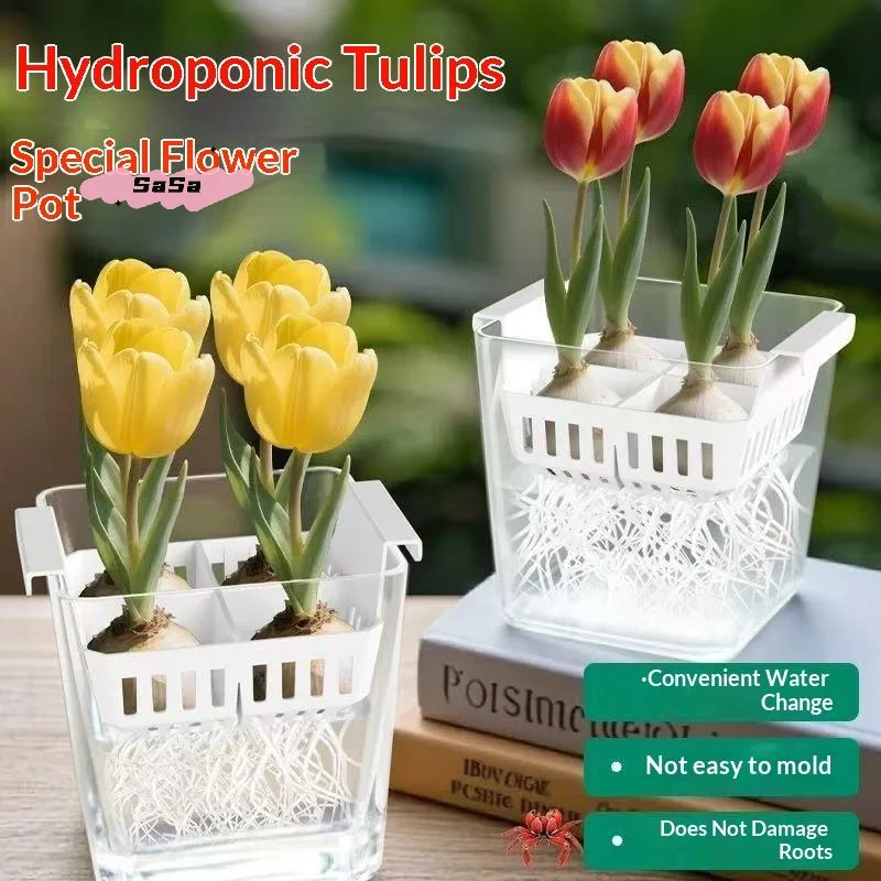 Tulpen-Saatgut Hydroponischer Blumentopf mit Atmungsaktivem Stützkorb 4 Löcher Erdlose Heimdekoration Hydroponische Behälter