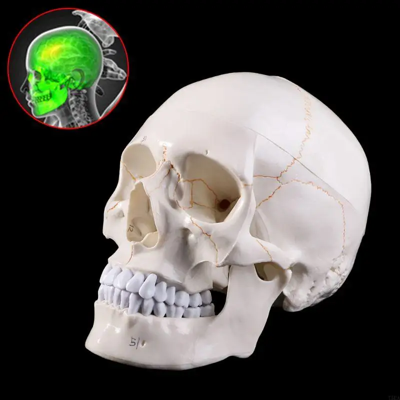 Life Size Human Skull Model Anatomical Anatomy  Teaching Skeleton for Hea