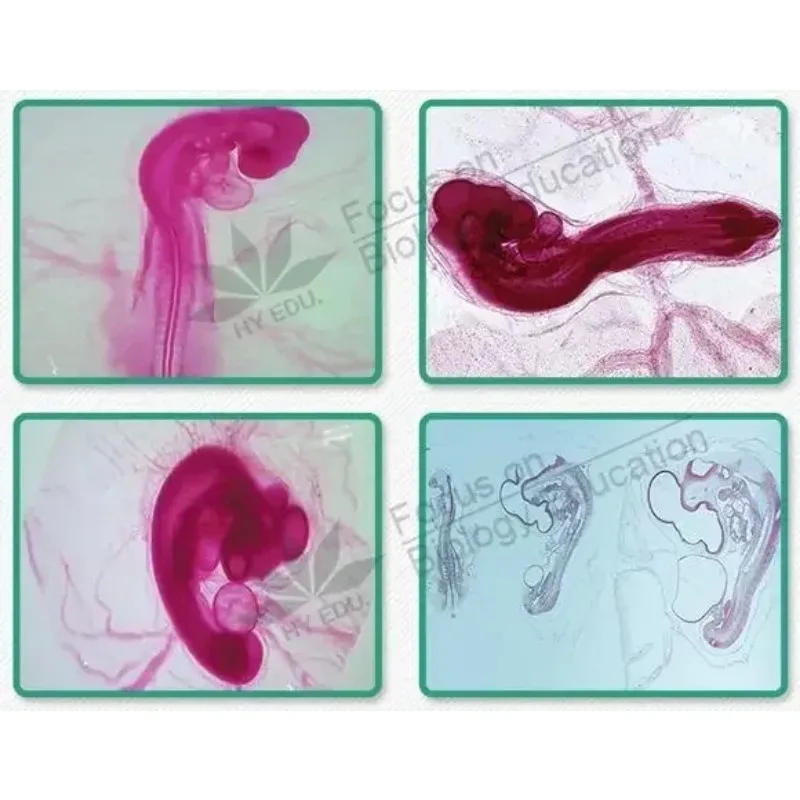 44 piezas de rodajas de muestras embriológicas 24/48/72/96 horas 15 variedades de embriones de pollo sección serie microscopio diapositiva Microscopio