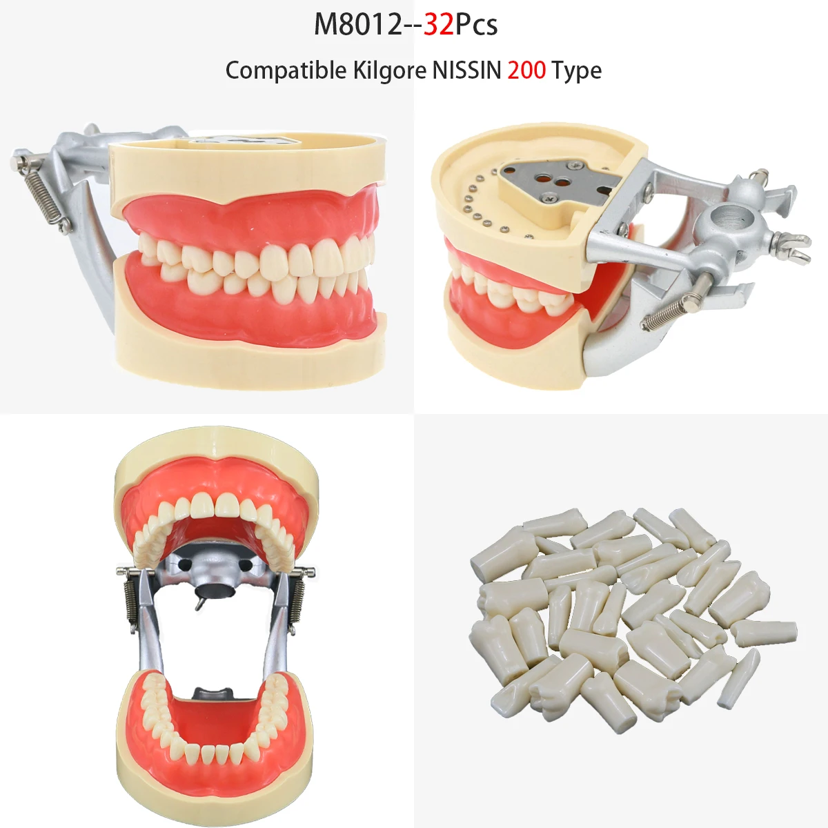 Model stomatologii zębowej zdejmowany żywiczny Model dentystyczny 28 szt. I 32 szt. Zębów pasuje do Kilgore NISSIN 200/500 typ trening dla studenta