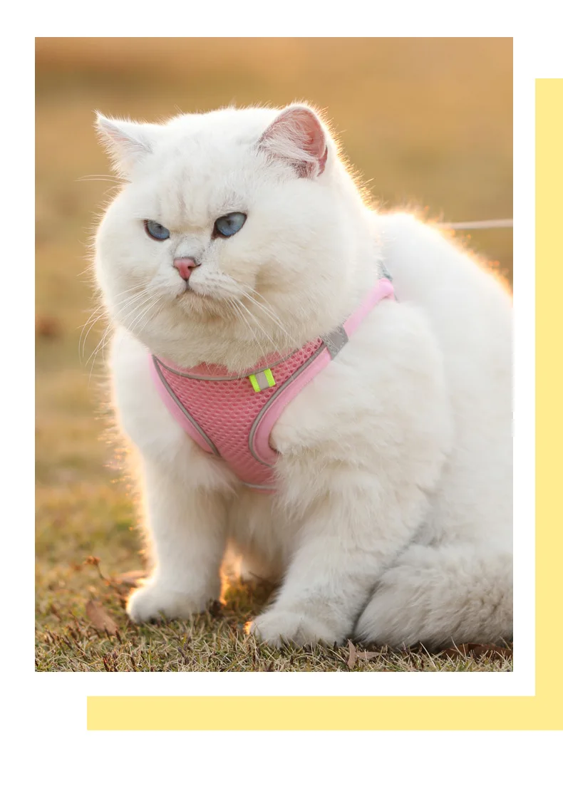 Katzen- und Hundegeschirr-Set mit Brustgurt, Reflektierend, Atmungsaktiv, Verstellbar, Haustiergeschirr für Kleine und Mittelgroße Hunde, Outdoor-Spaziergang – Detail 8