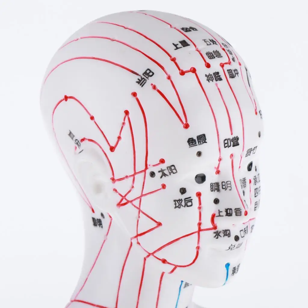 Acupoints and Meridians Human Body Model PVC Plastic Acupuncture Point Figurine for School Clinic Office