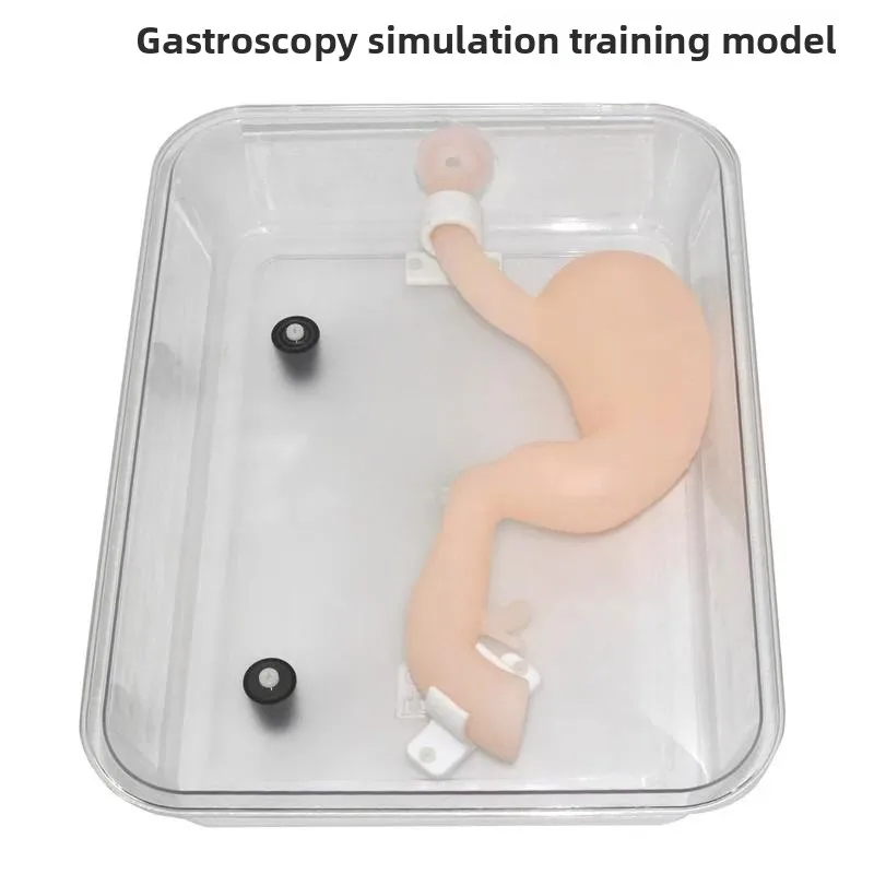 High-Fidelity Gastroscopy Surgical Training Model, Simulated Stomach Phantom for ERCP Endoscopy Operation Practice