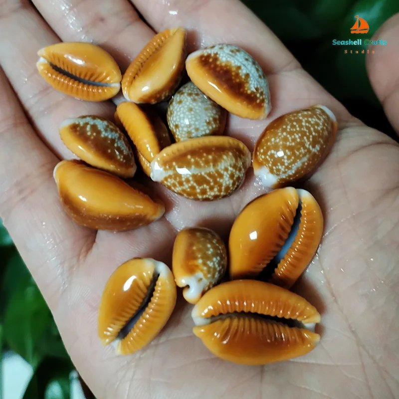 10 PCS Natural Honey Cowrie Shells Reddish Brown Cowrie Snail Erosaria Helvola Seashells Collection Vase Filler DIY Fish Tank