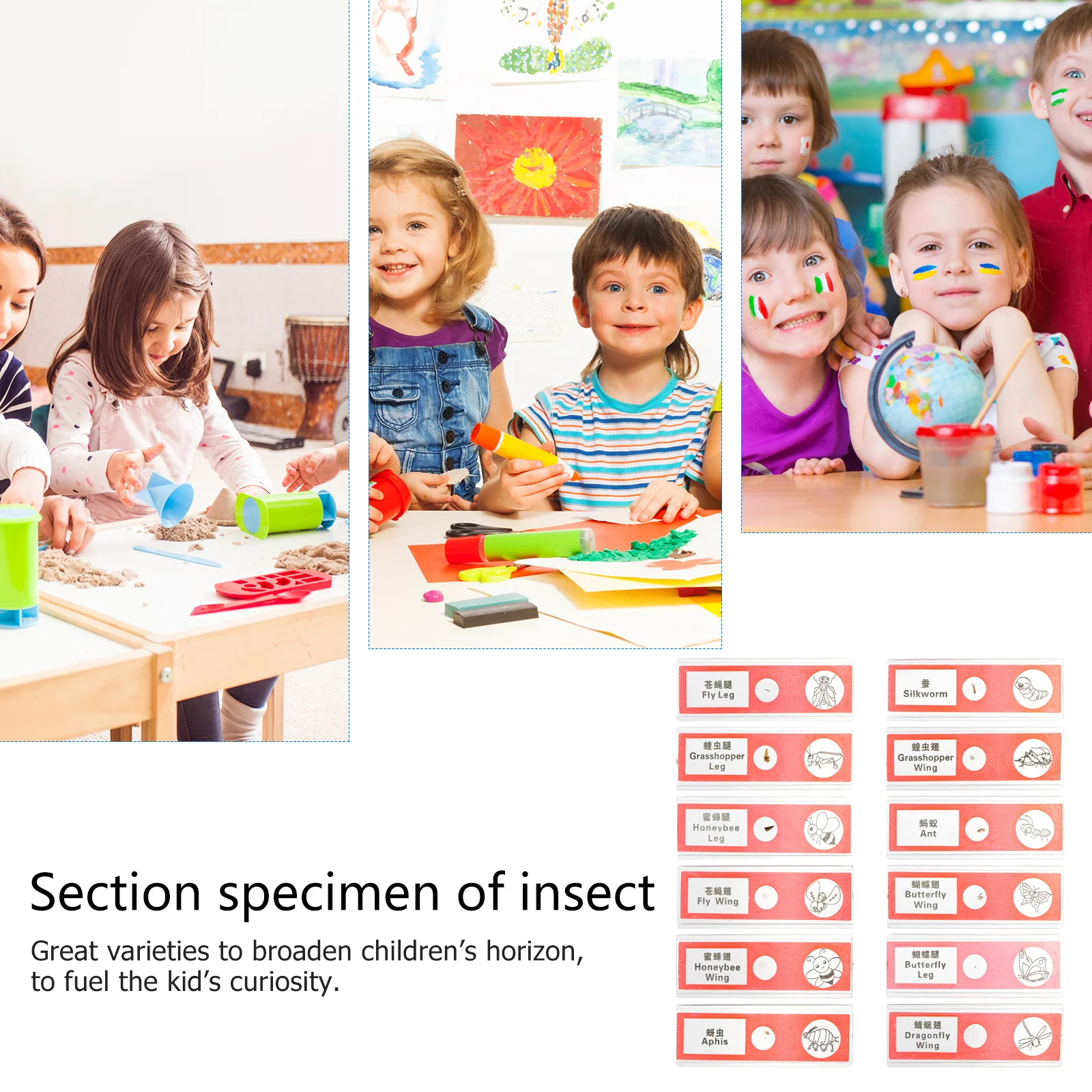 

12 Prepared Slide Specimens Insect Biology Red Plastic Safe Kids Microscope Accessories Science Education Slides Observing