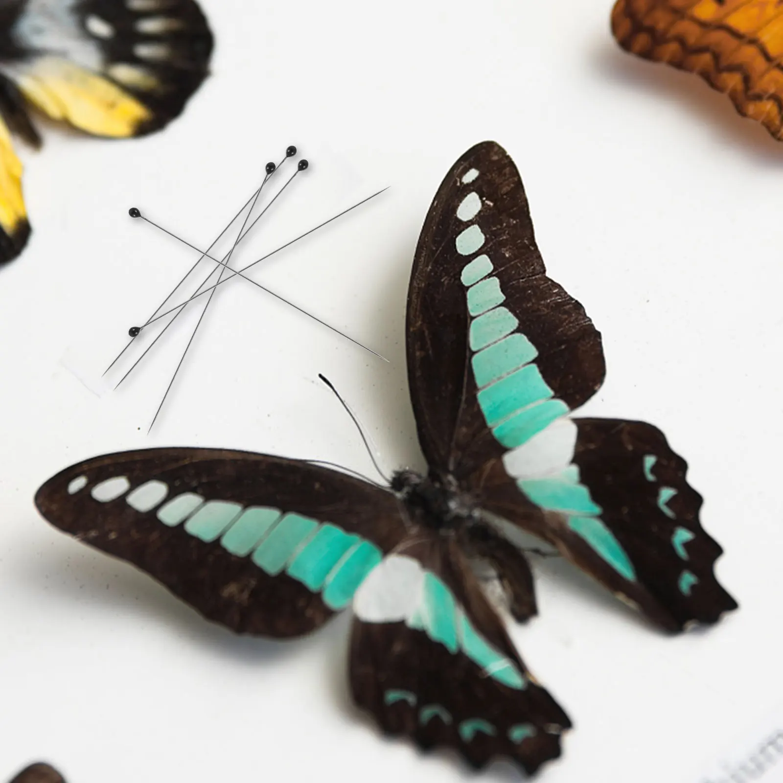 

100 pcs Pins For Entomology Specimen Science Entomology Pin Pin For Science Education Education #0 Silver Tool