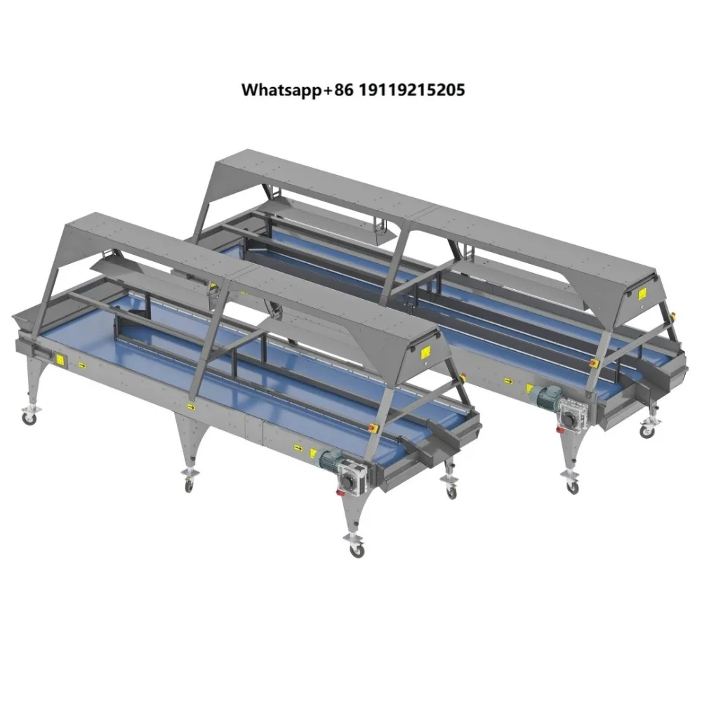 Custom Fruit & Vegetable Sorting Conveyor System