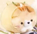 orange cat