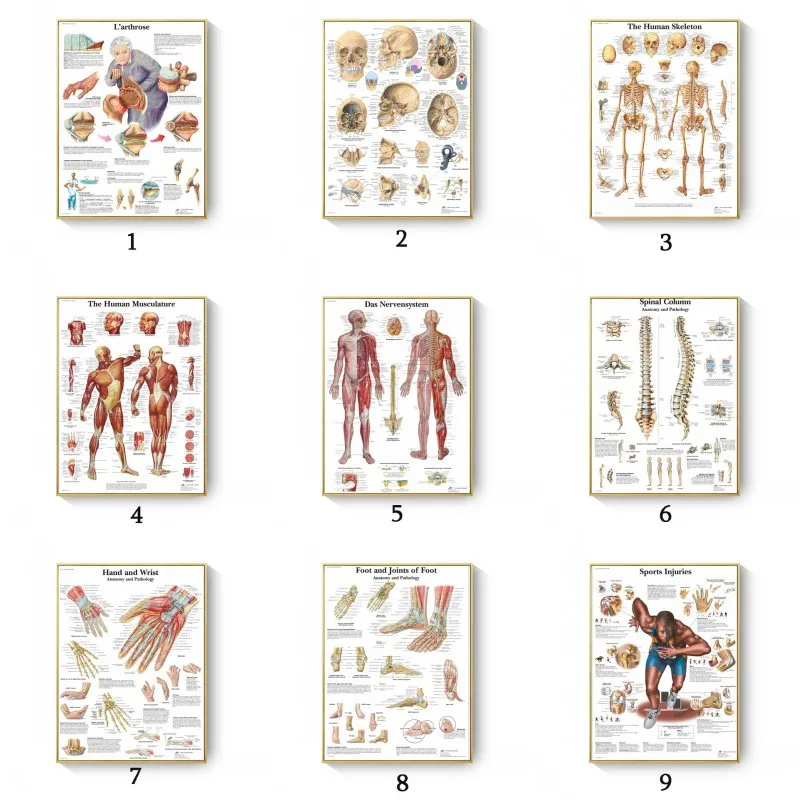 Anatomy Education Science Medicine Poster Print Muscles System Canvas Painting Human Body Map Canvas Wall Pictures Office Dec