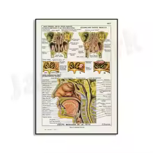 Affiche Anatomie Nez et Oreilles Rétro 50x70cm
