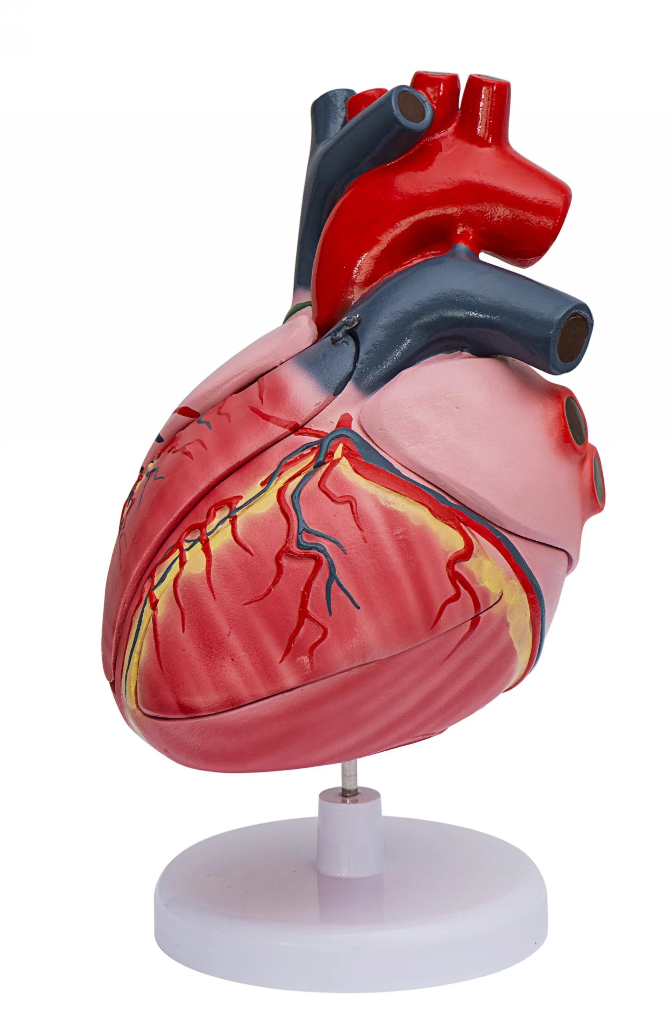 

Cardiac conduction system model Advanced Human Anatomy Medical Training Heart Simulator