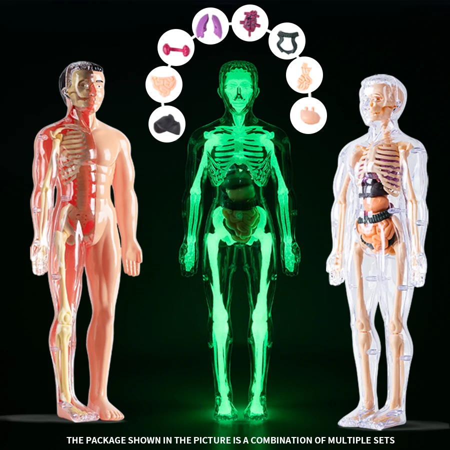Modelo de estrutura corporal humana, órgãos, ossos, montagem removível, anatomia biológica, medicina, órgãos corporais 3D, brinquedos infantis