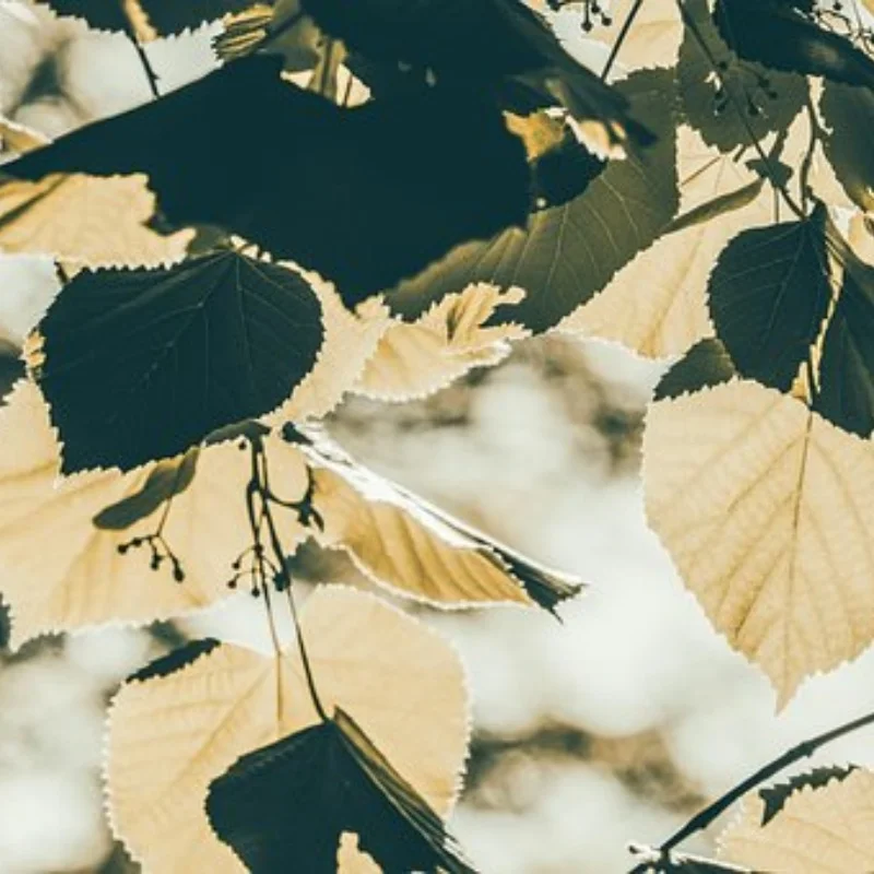 

4 шт. стальной передний и задний приводной вал CVD карданный вал для Trxs Mini Maxx Monster Truck RC автомобиль обновленные детали аксессуары