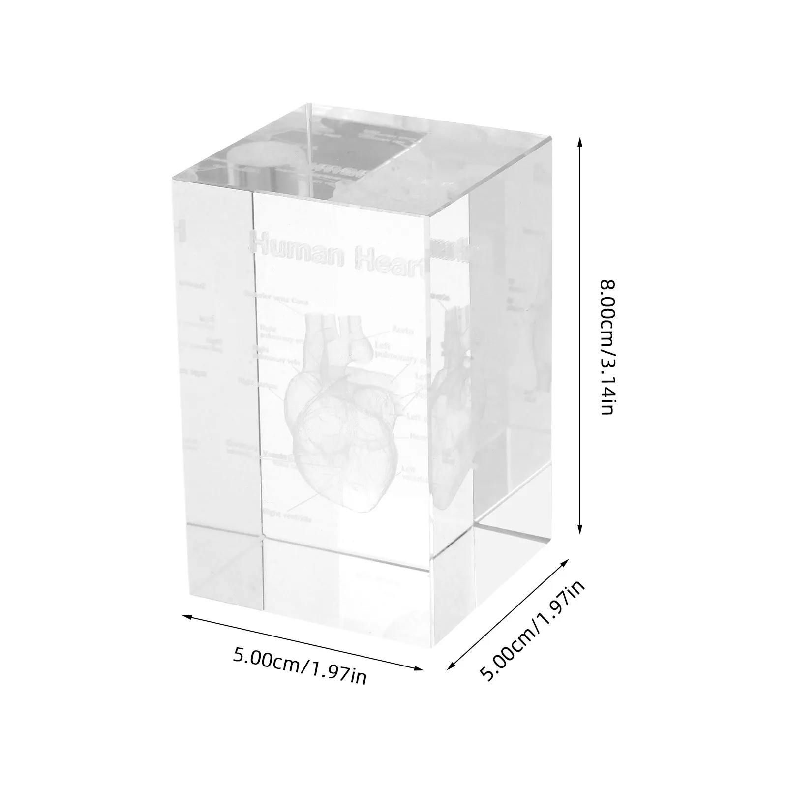 Crystal Human Heart Anatomical 3D Cube Paperweight Science Display Tool Home Office Decoration Crystal Human Heart