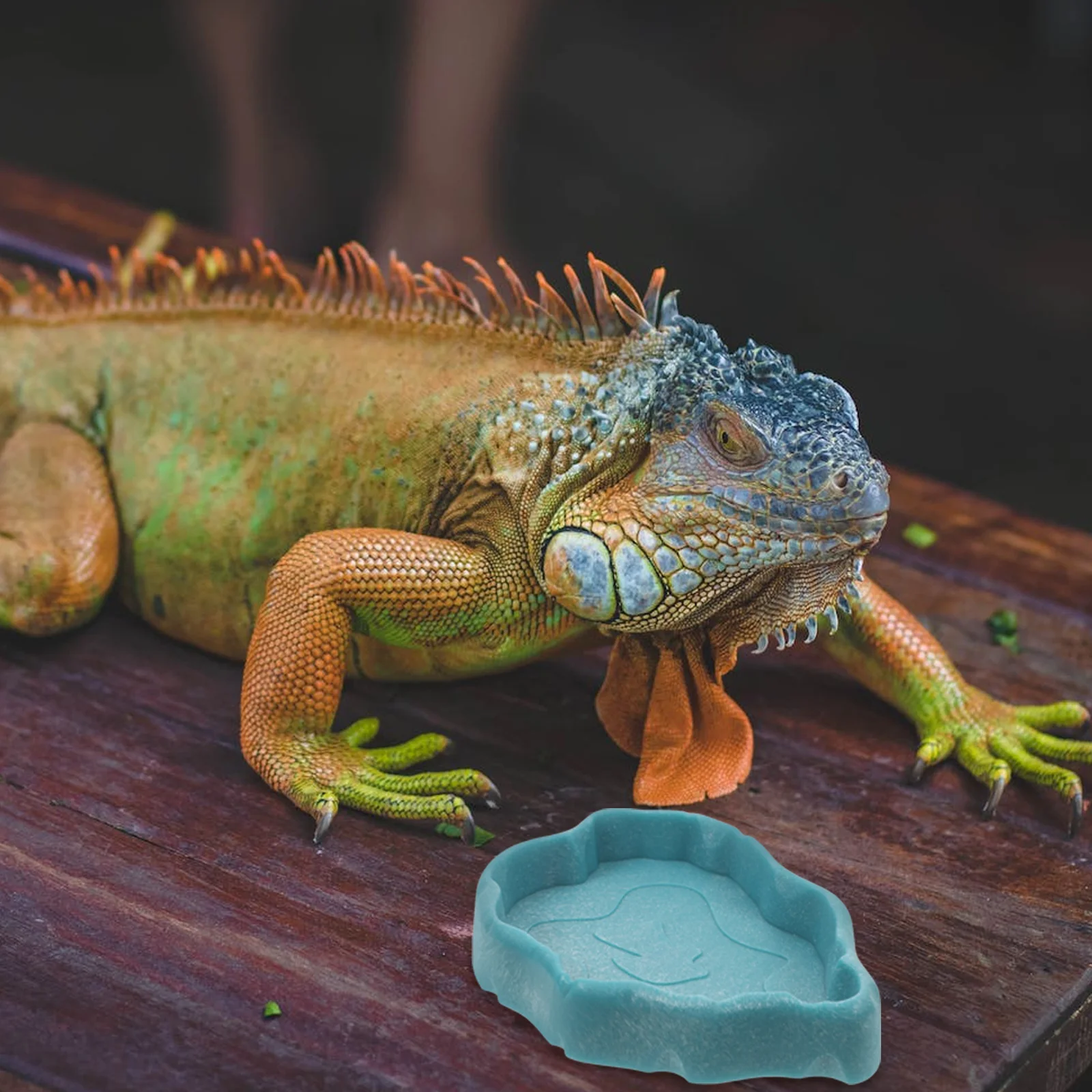 

Durable Resin Pet Feeding Tray Water Bowl Combo Splash Proof Reptile Food Dish Corner Design Large Snake Gecko Turtle Bowl