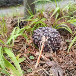 Outdoor Garden Key Safe Box Hidden Pine Cones Hide Keys In Fake Pine Cones Safety Storage Box For Home RV Key Safes