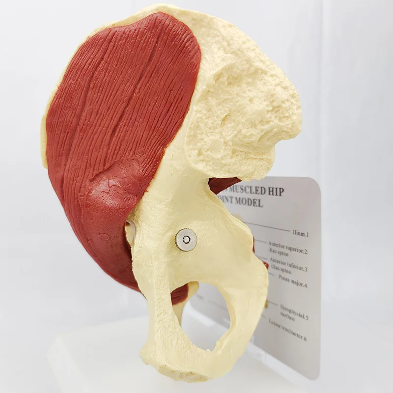 

1:1 Life Size Human Hip Joint Muscle Anatomical Model Surgery Biology Medical Supplies