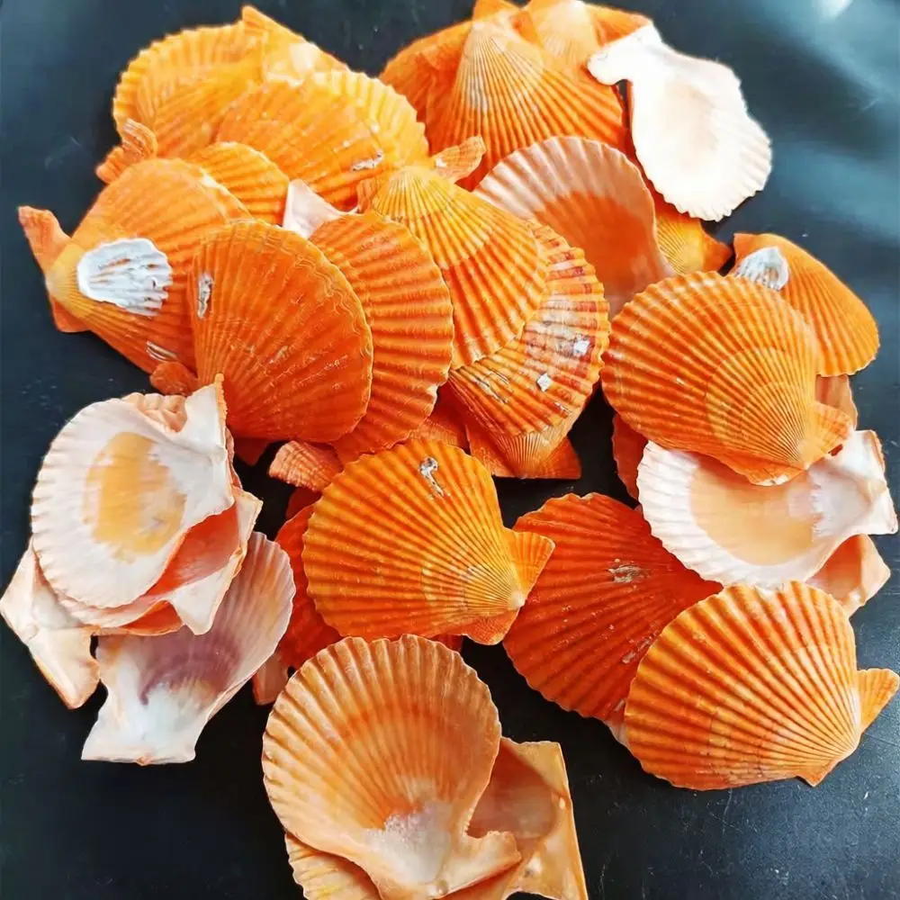 Natural Seashells Starfish Bulk For Aquarium Landscaping Hermit Crab Replacement Craft Handcraft Ocean Art Decor Supplies
