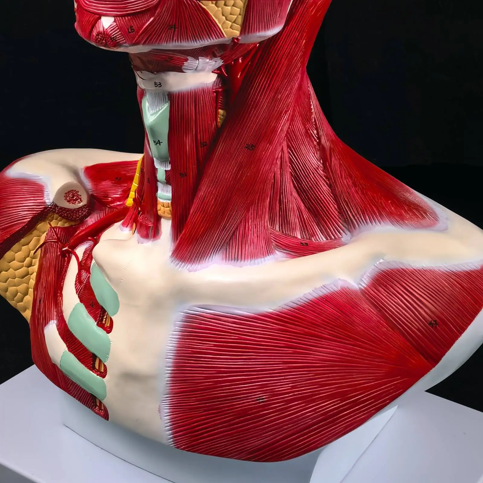 Modello di soluzione per il collo e il torace con testa umana in PVC Modelli didattici medici