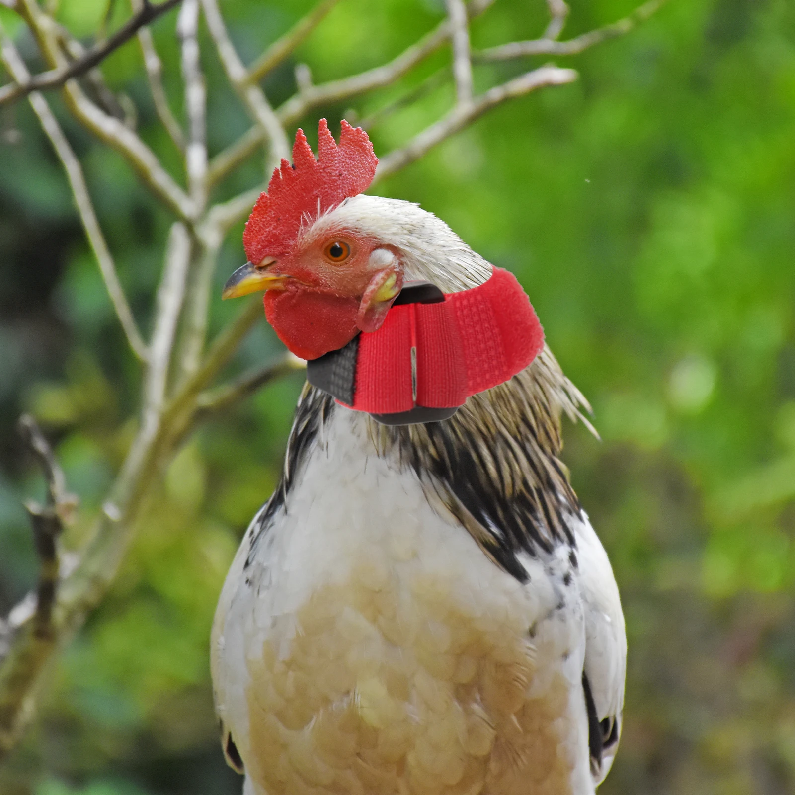 

8 Pcs Rooster No Crow Collar Neck Strip Poultry Belts Pet Collars Chicken