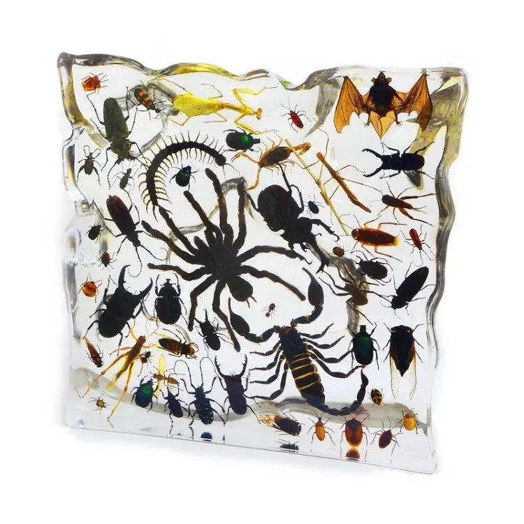 Amazing Big Size Decor 50pcs Different  Insects Specimen Collection Clear Epoxy  Resin Decoration