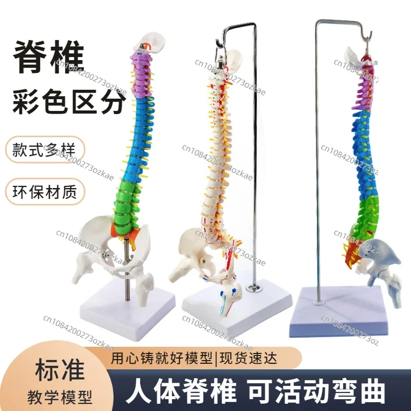 45CM Color Human Spine Model with Pelvis, Femur, Coccyx, Bone, Lumbar , Cervical Boning