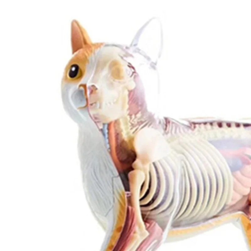

New--Animal Organ Anatomy Model 4D Cat Intelligence Assembling Toy Teaching Anatomy Model DIY Popular Science Appliances Easy To